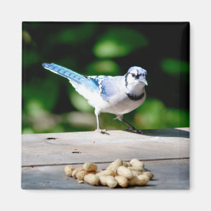 Íman Blue Jay ganhando um amendoim