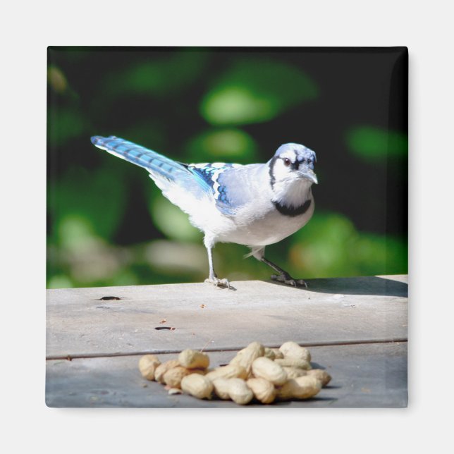 Íman Blue Jay ganhando um amendoim (Frente)