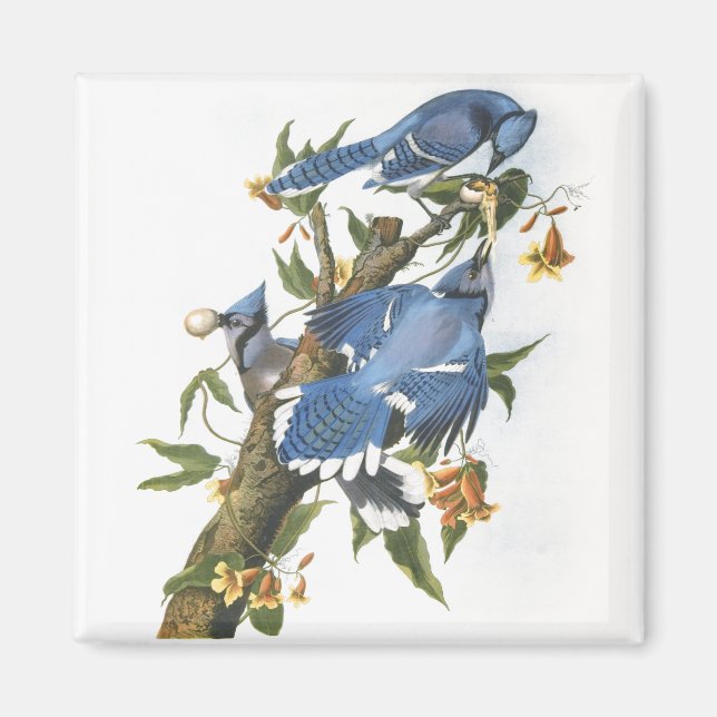 Íman Blue Jay, John James Audubon (Frente)