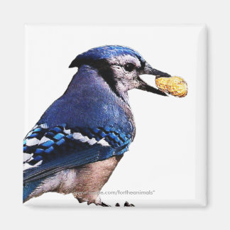 Íman Blue-Jay -Magnet