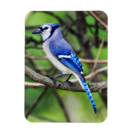 Íman Blue Jay Magnet