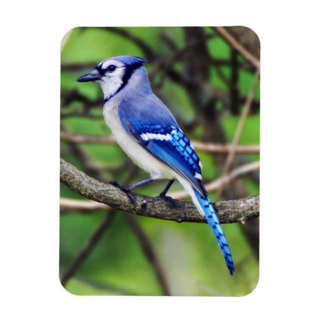 Íman Blue Jay Magnet (Vertical)