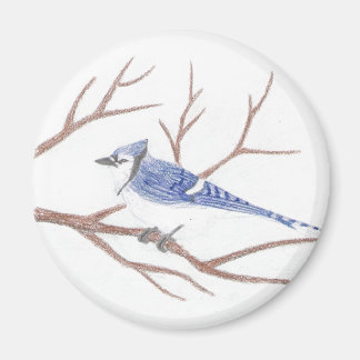 Íman Blue Jay Magnet