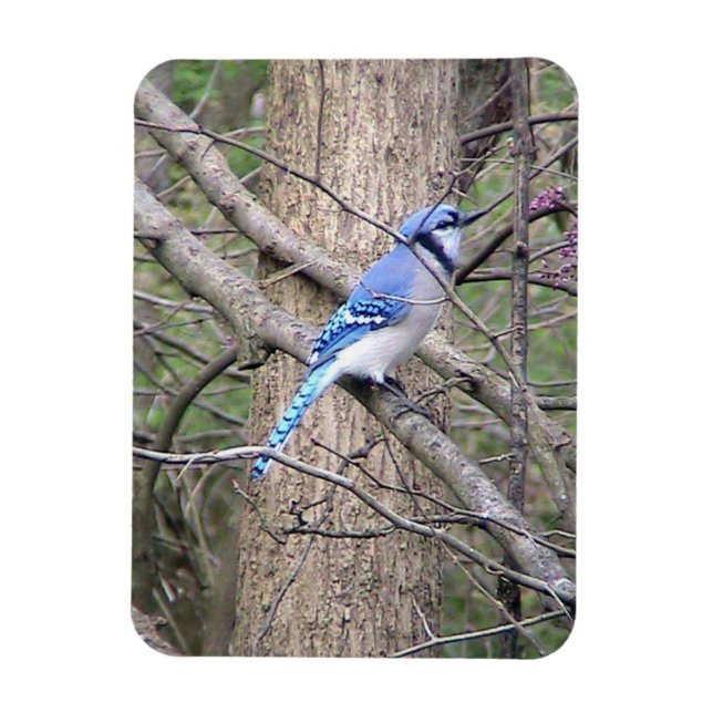 Íman Blue Jay Magnet (Vertical)