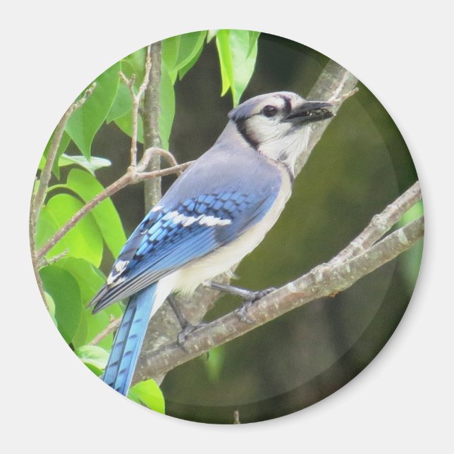 Íman Blue Jay Magnet (Frente)