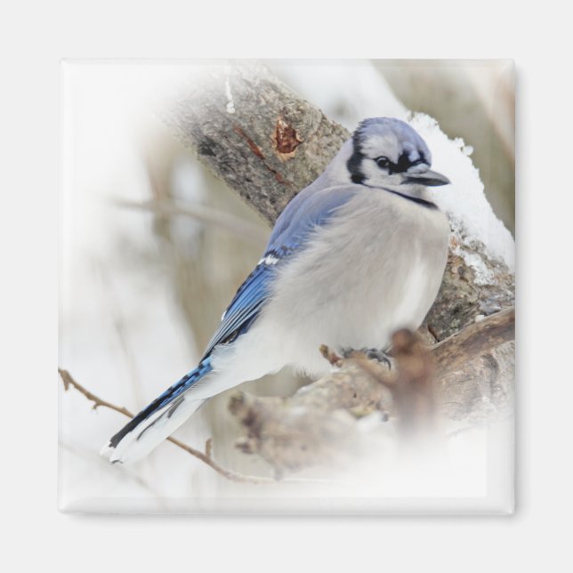 Íman Blue Jay na neve do inverno (Frente)