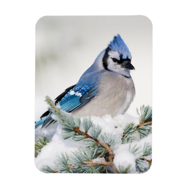 Íman Blue Jay no Blue Atlas Cedar (Vertical)