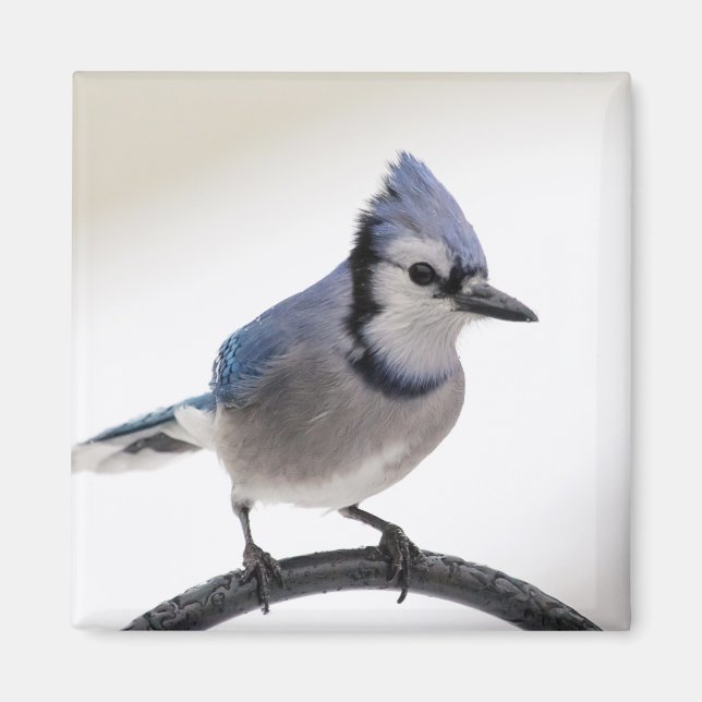 Íman Blue Jay no inverno (Frente)