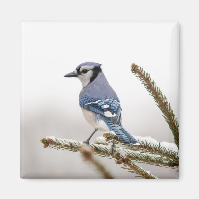 Íman Blue Jay no inverno (Frente)
