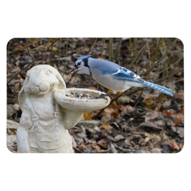 Íman Blue Jay on Rabbit Bird Feeder Magnet (Horizontal)