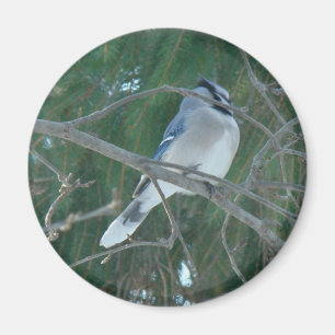 Íman Blue Jay Songbird (Cyanocitta cristata)