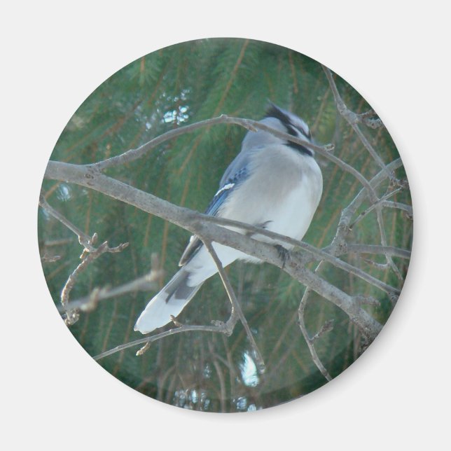 Íman Blue Jay Songbird (Cyanocitta cristata) (Frente)