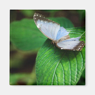 Íman Blue Morpho 112 Magnet