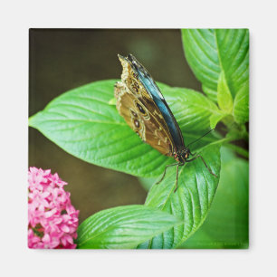 Íman Blue Morpho 143 Magnet