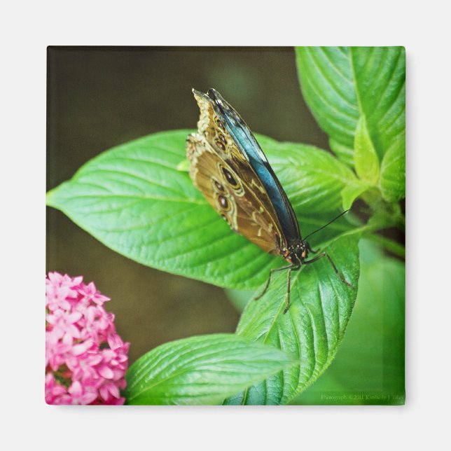 Íman Blue Morpho 143 Magnet (Frente)