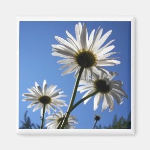 Íman Blue Skies Bloomin Daisies