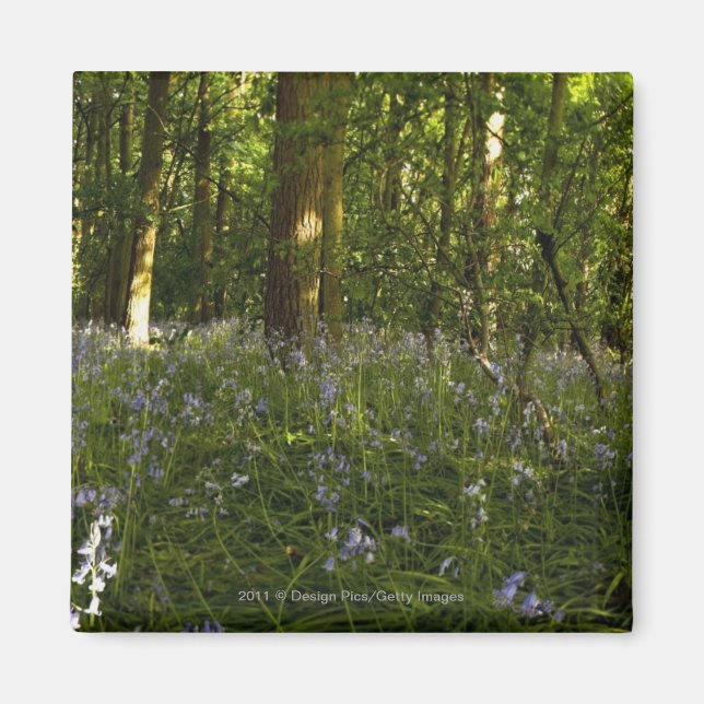Íman Bluebeldes Em Uma Floresta (Frente)