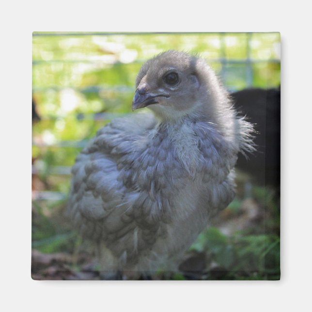 Íman Bluebell (Frente)