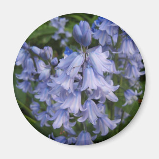 Íman Bluebells