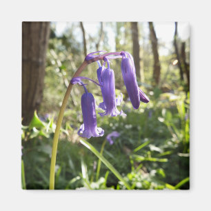 Íman Bluebells Magnet