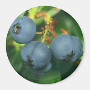 ÍMAN BLUEBERRIES