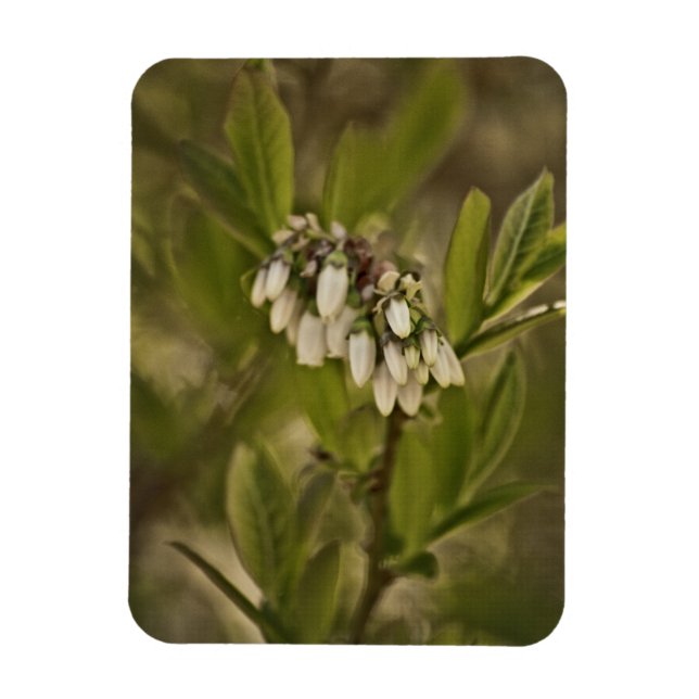 Íman Blueberry 585 (Vertical)