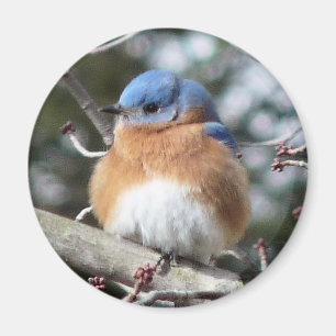 Íman Bluebird