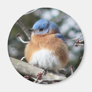 Íman Bluebird