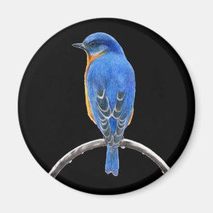 Íman Bluebird