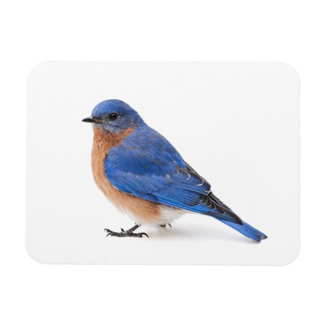 Íman Bluebird (Horizontal)