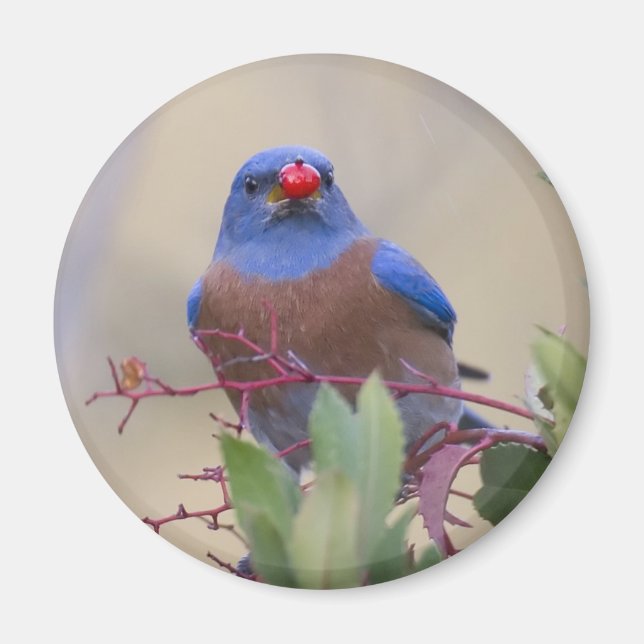Íman Bluebird com Berry (Frente)
