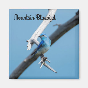 Íman Bluebird da montanha