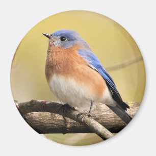 Íman Bluebird Magnet