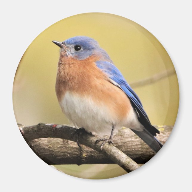 Íman Bluebird Magnet (Frente)