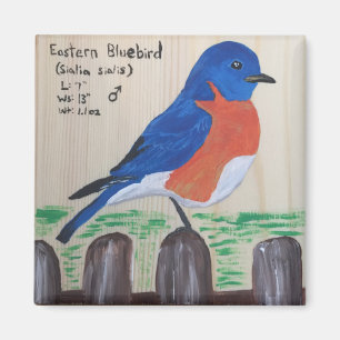 Íman Bluebird Magnet
