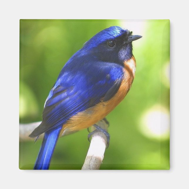 Íman Bluebird Magnet (Frente)
