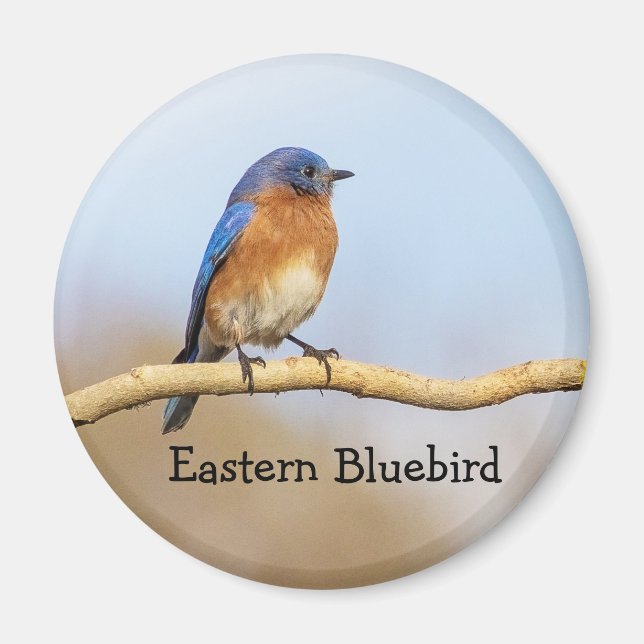Íman Bluebird oriental (Frente)