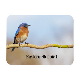 Íman Bluebird oriental