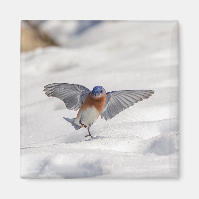 Íman Bluebird oriental dançando na neve (Frente)