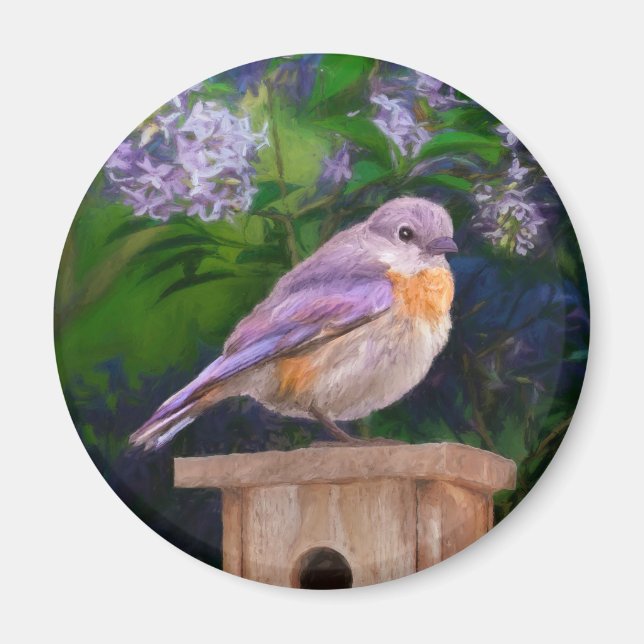 Íman Bluebird oriental na neve - Foto original (Frente)