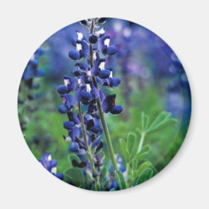 Íman Bluebonnet de Texas
