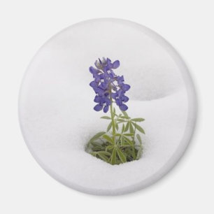 Íman Bluebonnet nevado - ímã