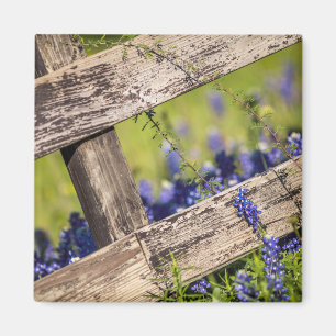 Íman Bluebonnets de Texas em torno de uma cerca do paí