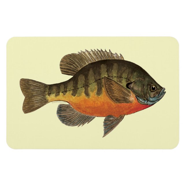 Íman Bluegill Bream (Horizontal)