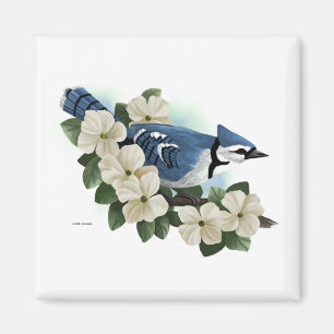 Íman Bluejay