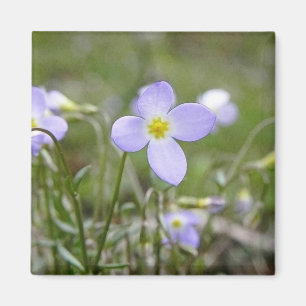 Íman Bluets - senhoras do quacre