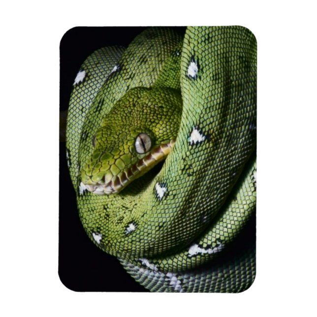 Íman Boa cobra de árvore verde na Bolívia (Vertical)