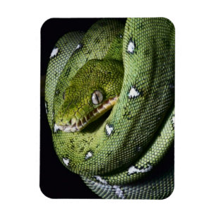 Íman Boa esmeralda do cobra verde da árvore em Bolívi