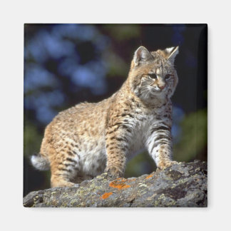 Íman Bobcat