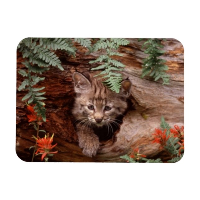 Íman Bobcat Kitten Magnet (Horizontal)